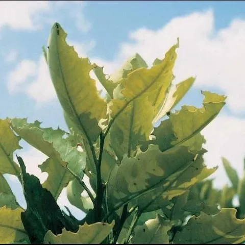 thumbnail for publication: Field Diagnosis of Citrus Root Weevil Damage